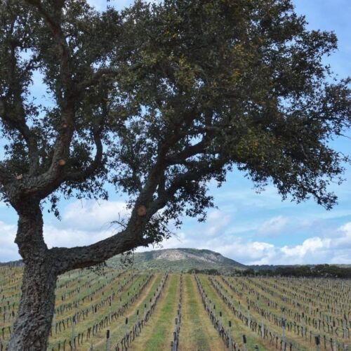 484870138_972324351692698_3006819527996302551_n 484870138_972324351692698_3006819527996302551_n